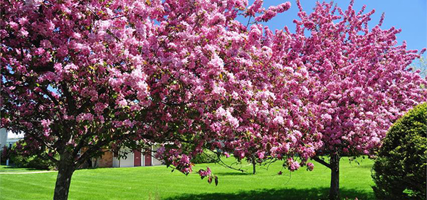 Enjoy spring in Branson