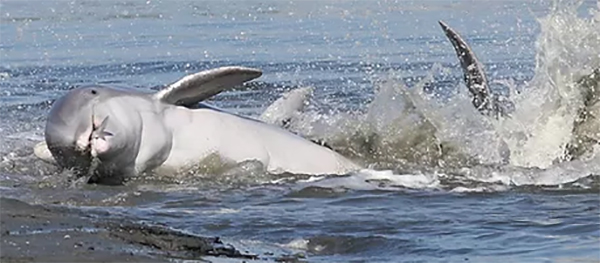 Help us count the dolphins in and around Hilton Head