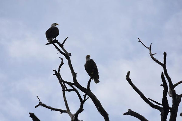 Spring is a great time to bird watch at Tomoka State Park
