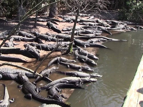 large gators alligator feeding st augustine alligator farm zoological park spinnaker resorts blog