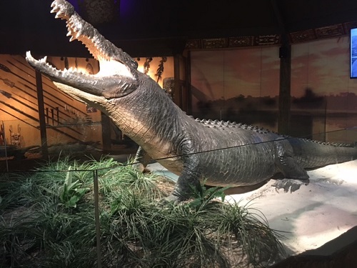 largest gator alligator feeding st augustine alligator farm zoological park spinnaker resorts blog