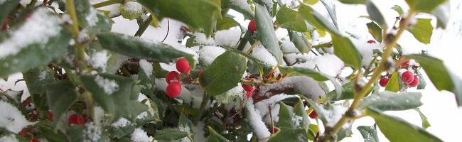 Ozark Mountain Christmas Ozark Mountain Christmas