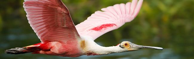 Fun Facts About Wildlife on Hilton Head Island Fun Facts About Wildlife on Hilton Head Island