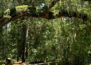 Secession Oak Secession Oak