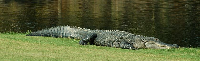 The Alligator: Awe-Inspiring and Dangerous The Alligator: Awe-Inspiring and Dangerous