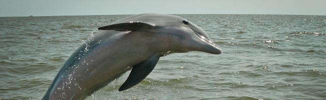 Dolphins – Cute and Intelligent Dolphins – Cute and Intelligent