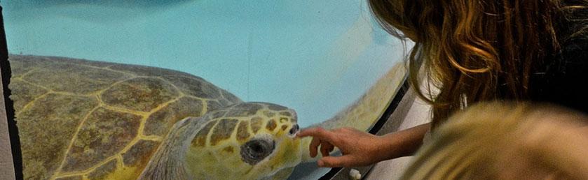 Sea Turtle Hospital Sea Turtle Hospital