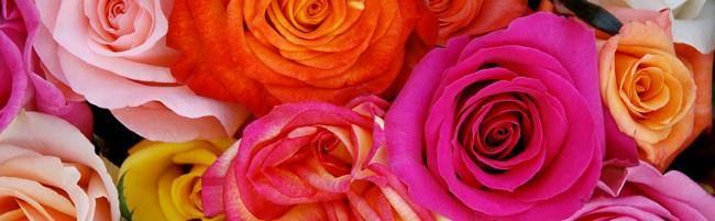 Carnation Cartel Carnation Cartel