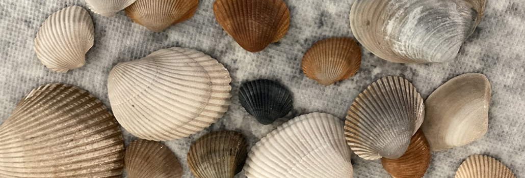 Sea Shells, Sea Shells on the Sea Shore …