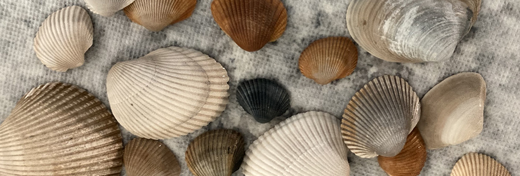 Sea Shells, Sea Shells on the Sea Shore … Sea Shells, Sea Shells on the Sea Shore …