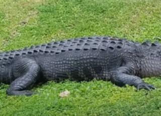 The Secrets of The Lowcountry Alligator – Hilton Head Island, SC