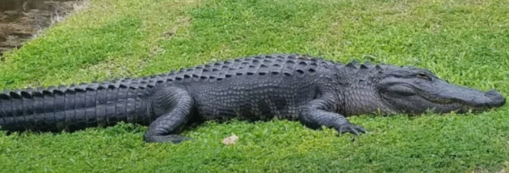 The Secrets of The Lowcountry Alligator – Hilton Head Island, SC