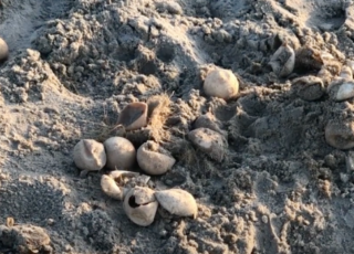 Sea Turtle Hatching Secrets, Hilton Head Island, SC Sea Turtle Hatching Secrets, Hilton Head Island, SC