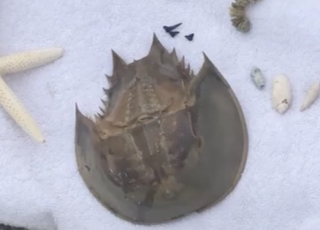 Take this, not that. Learn what can be removed from a Hilton Head beach.