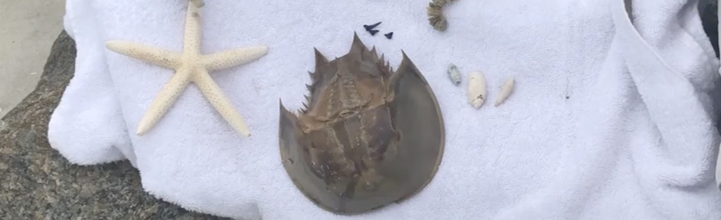 Take this, not that. Learn what can be removed from a Hilton Head beach. Take this, not that. Learn what can be removed from a Hilton Head beach.