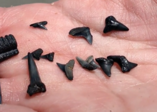 Shark Tooth Hunting in the Lowcountry around Hilton Head Island, SC