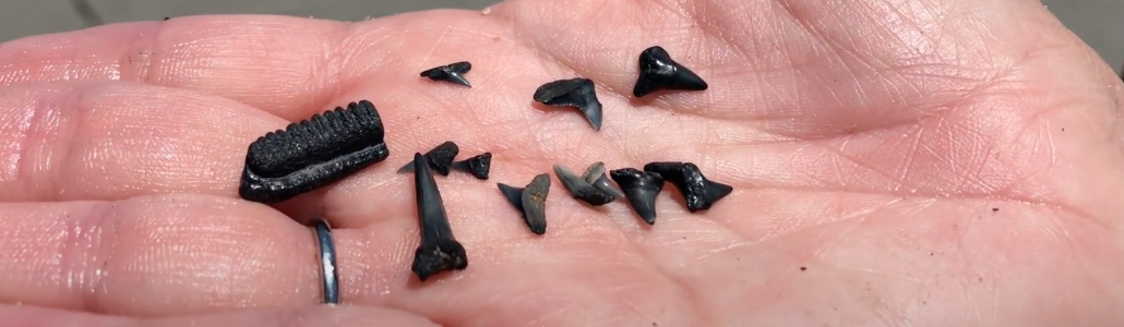 Shark Tooth Hunting in the Lowcountry around Hilton Head Island, SC Shark Tooth Hunting in the Lowcountry around Hilton Head Island, SC