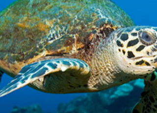 The Nesting Secrets of Hilton Head Island’s Sea Turtles The Nesting Secrets of Hilton Head Island’s Sea Turtles
