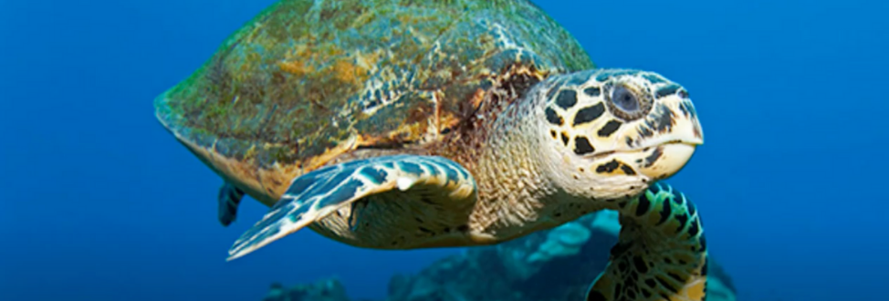The Nesting Secrets of Hilton Head Island’s Sea Turtles The Nesting Secrets of Hilton Head Island’s Sea Turtles