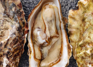 How to Shuck Oysters